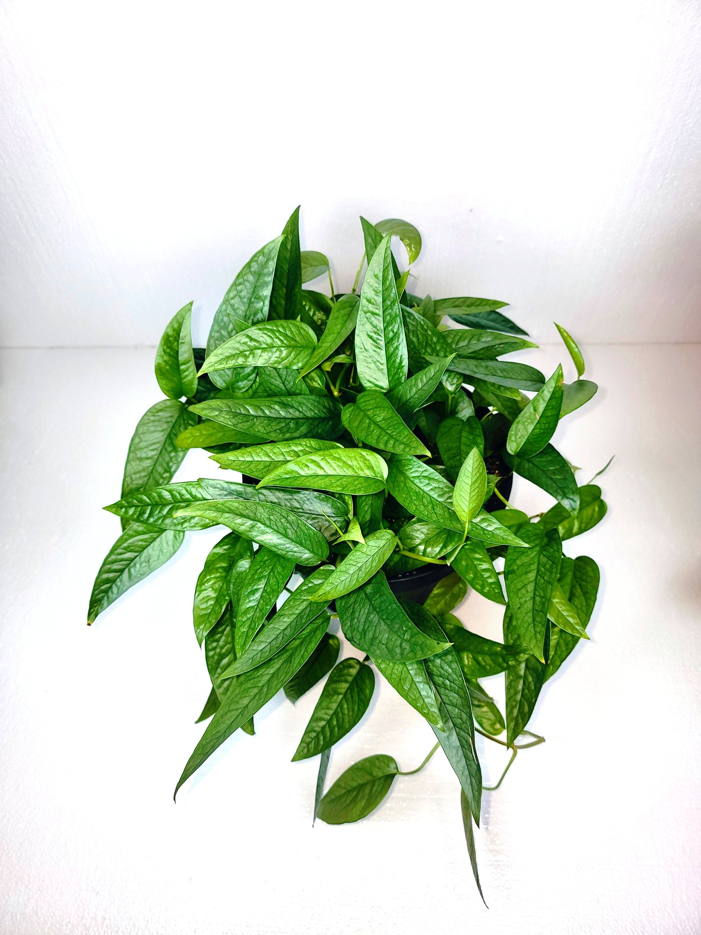 Cebu Blue Pothos 6" Pot