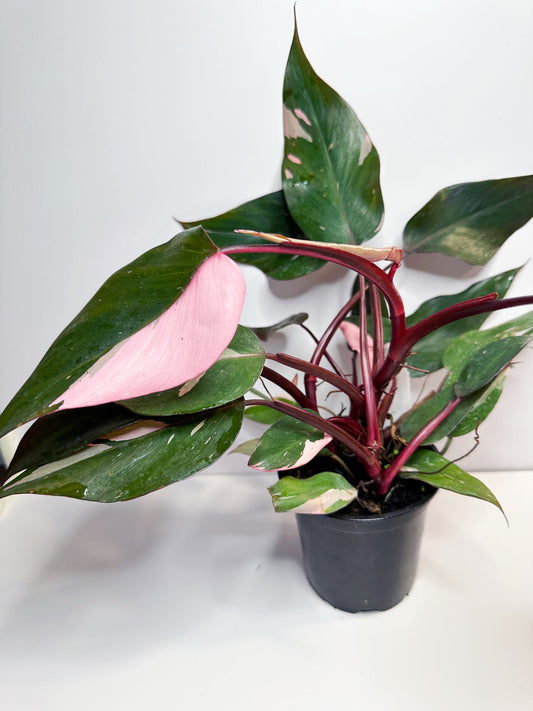 Pink Princess Philodendron 5-6" Pot