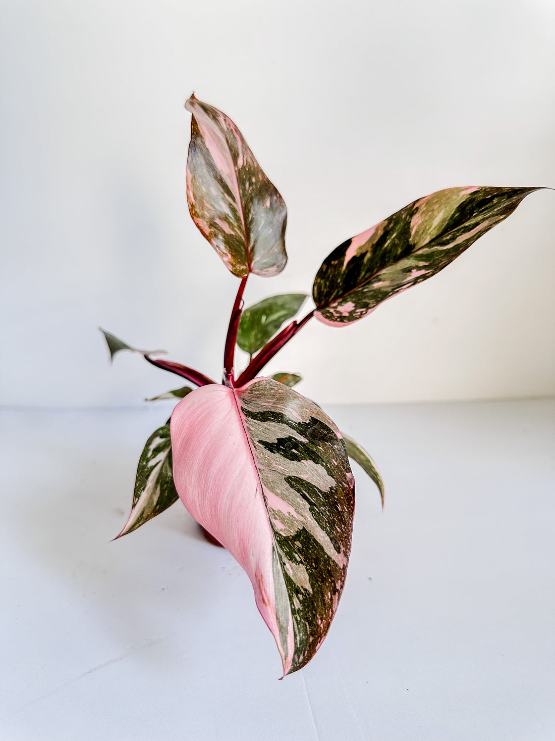 Pink Princess Philodendron 5-6" Pot