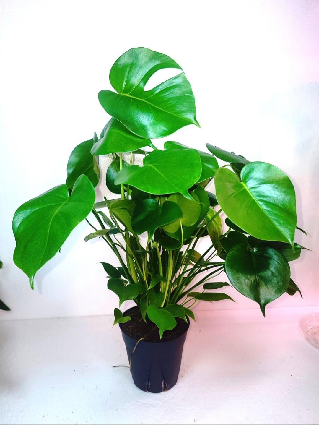 Large Form Monstera Deliciosa