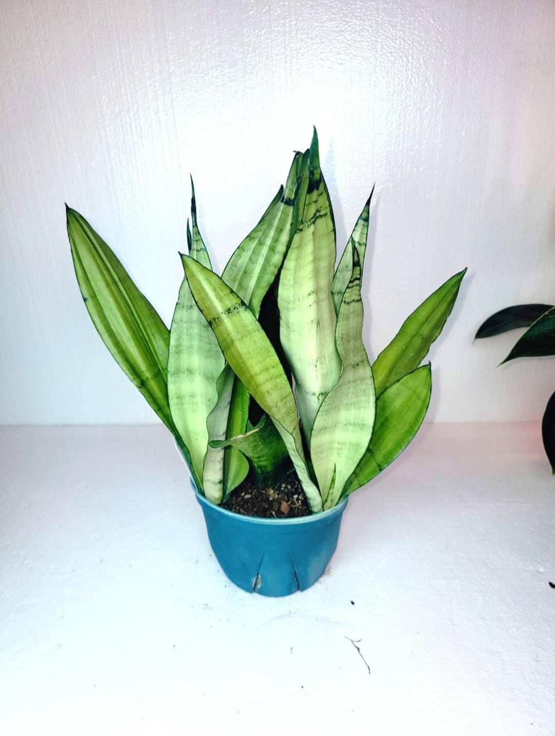 Sanseveria Moonshine 6 Inch