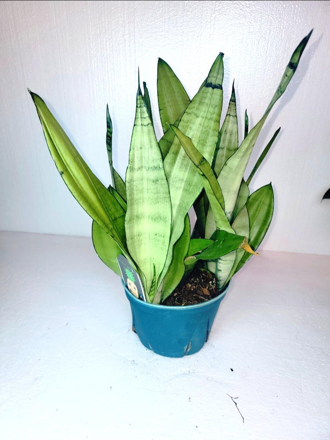 Sanseveria Moonshine 6 Inch