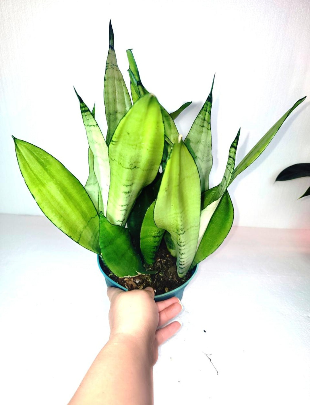 Sanseveria Moonshine 6 Inch