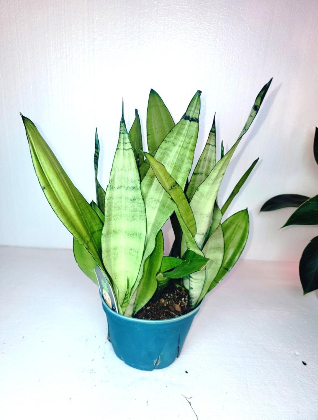 Sanseveria Moonshine 6 Inch