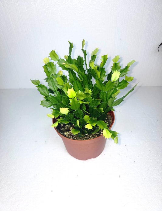 Christmas cactus 7 Inch