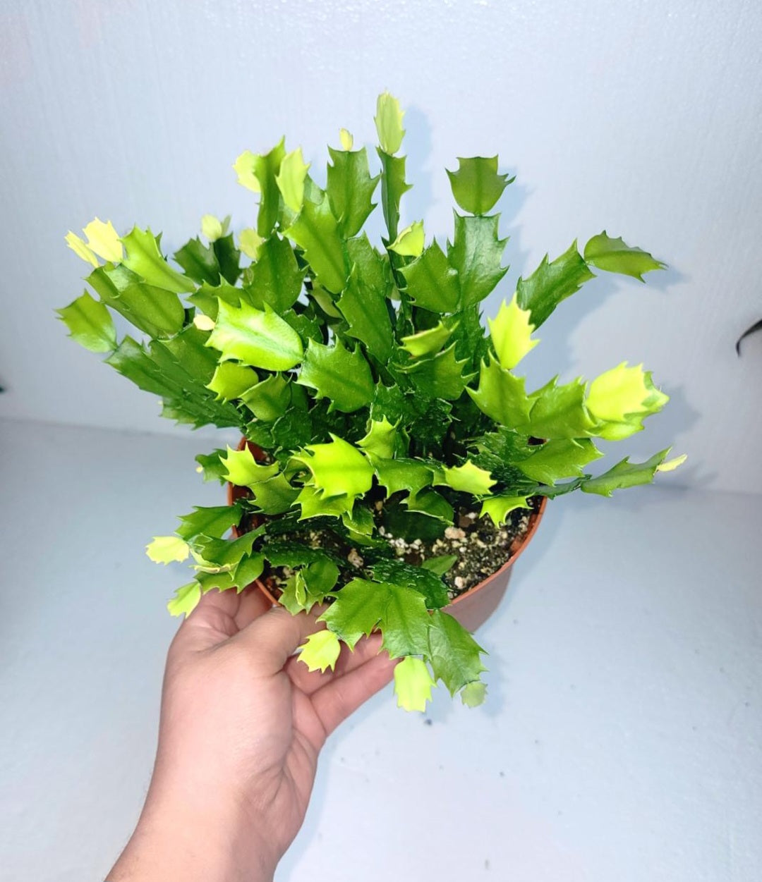 Christmas cactus 7 Inch