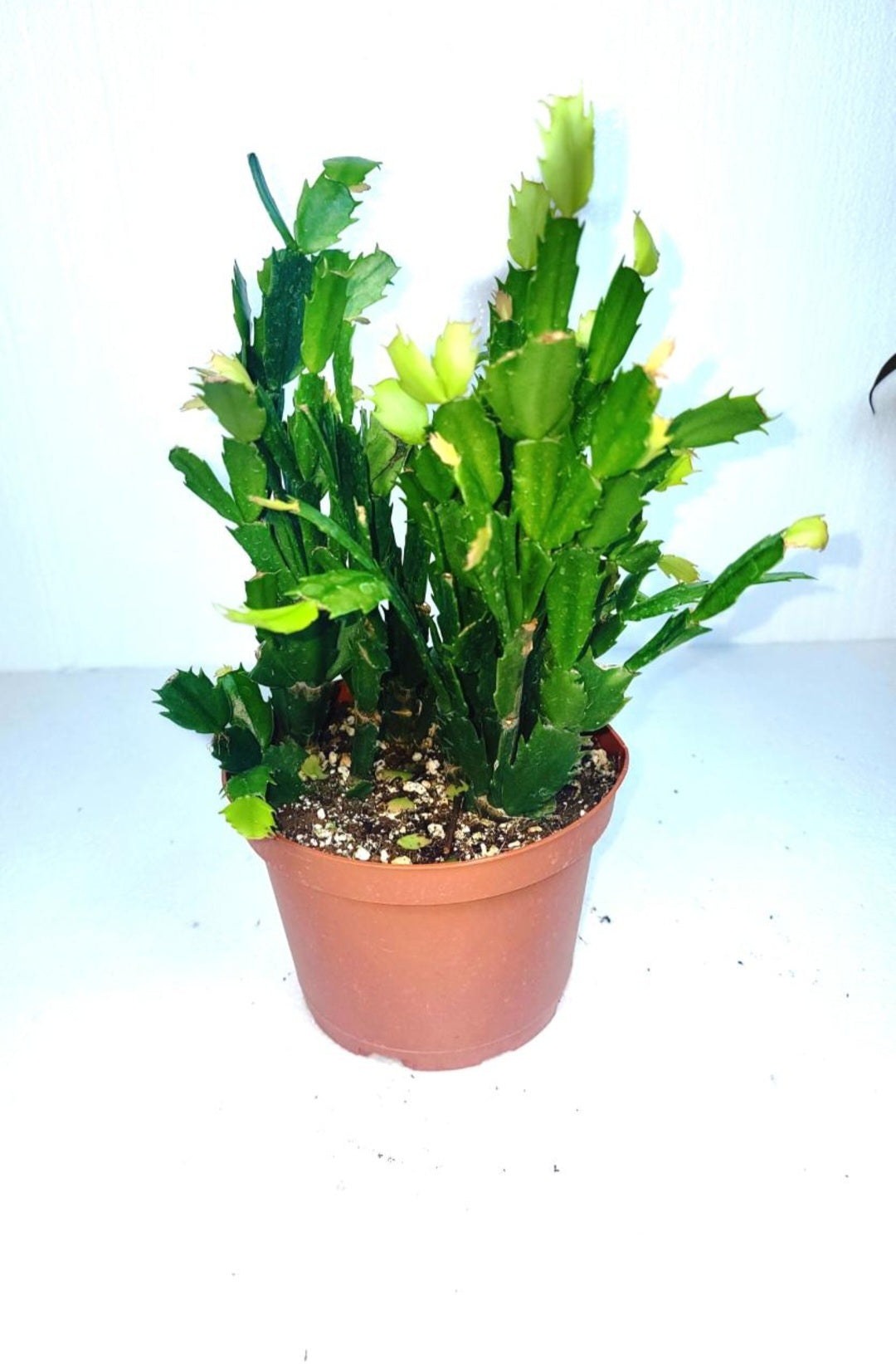 Christmas cactus 7 Inch