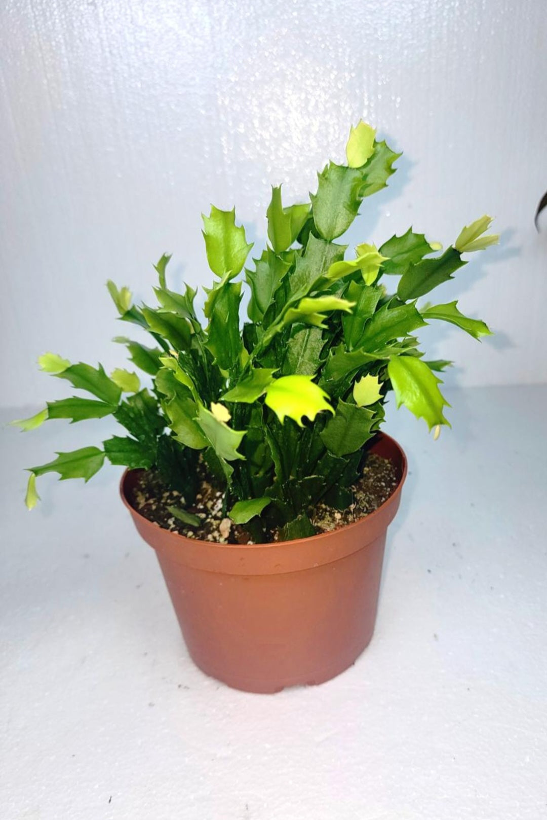 Christmas cactus 7 Inch