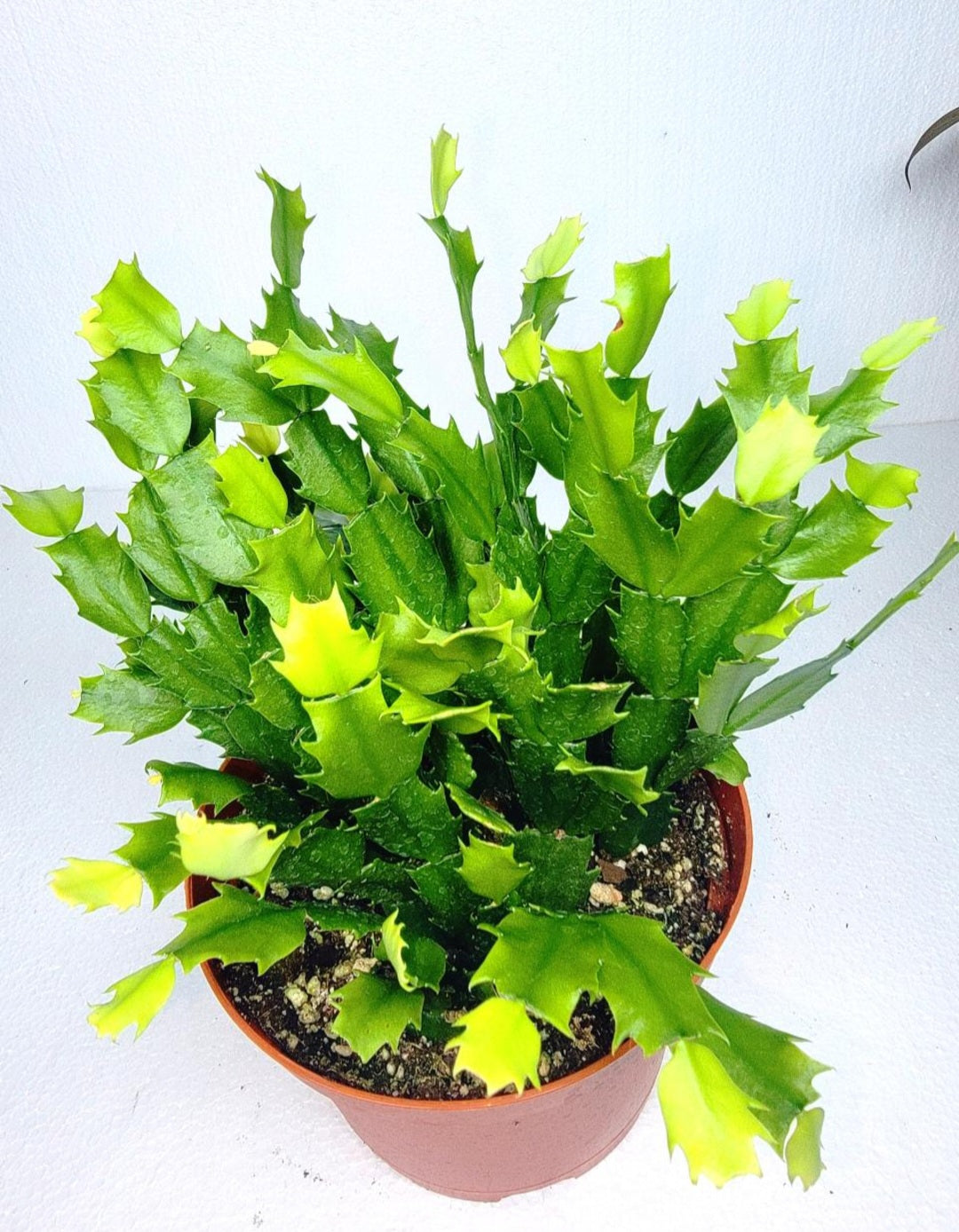 Christmas cactus 7 Inch