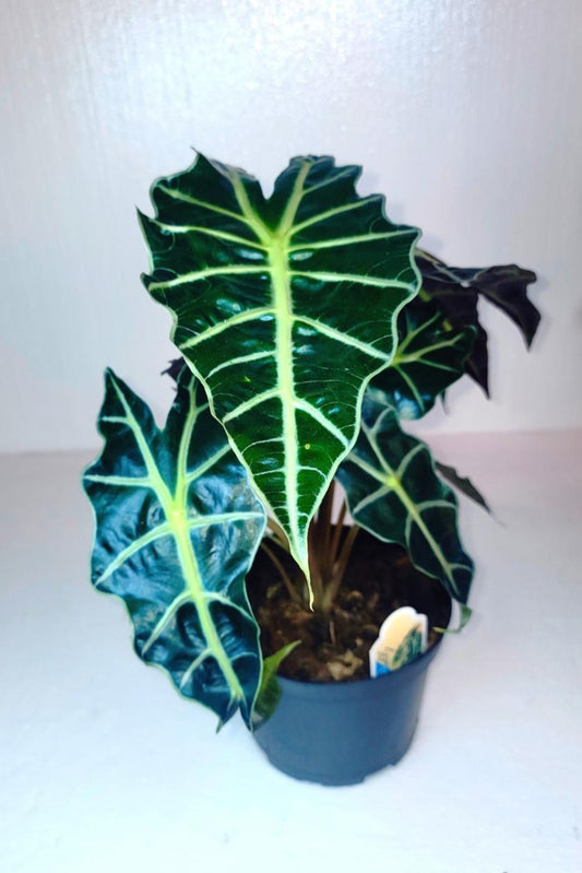 Alocasia Polly 7 Inch