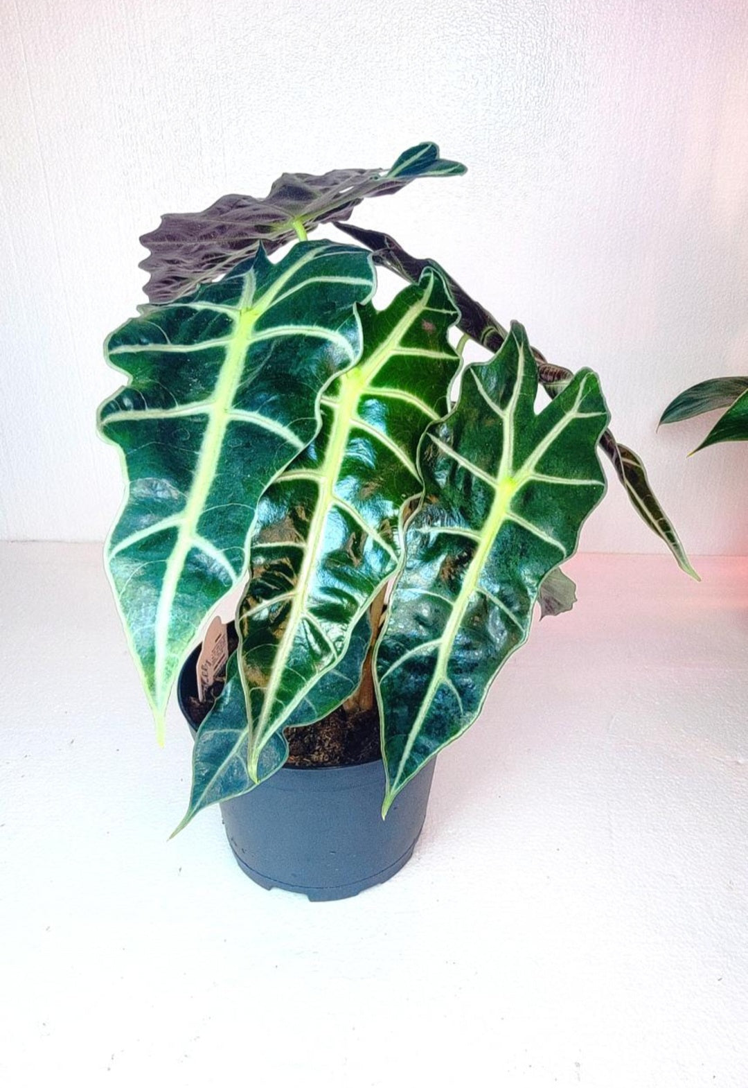 Alocasia Polly 7 Inch