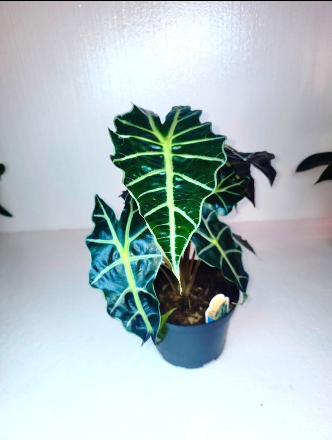 Alocasia Polly 7 Inch