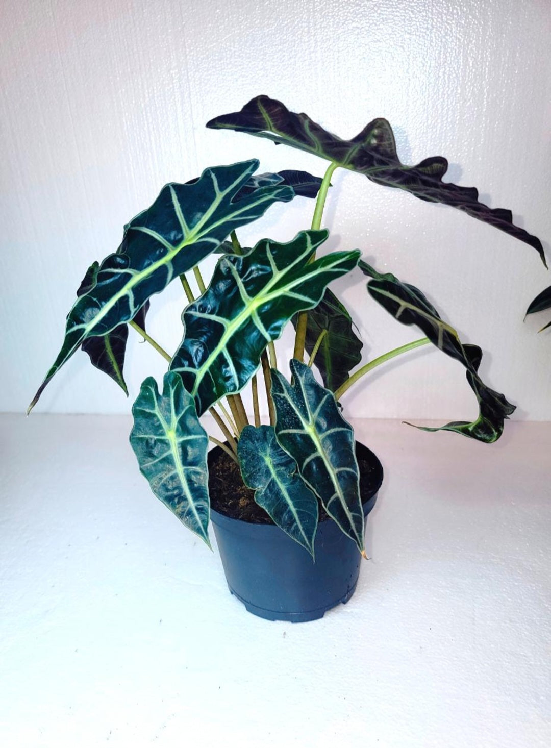 Alocasia Polly 7 Inch