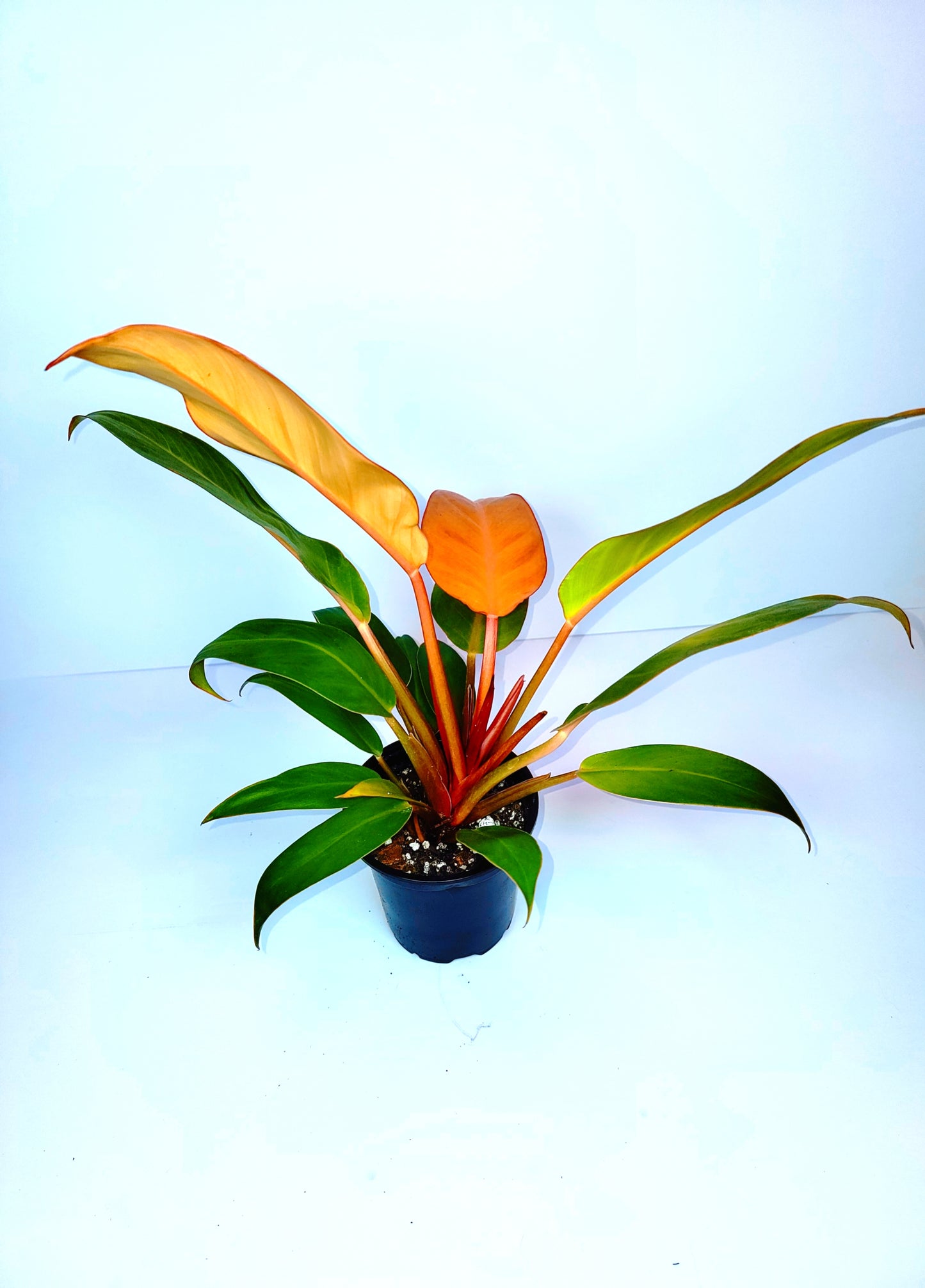 Philodendron Sun Red 4" Pot