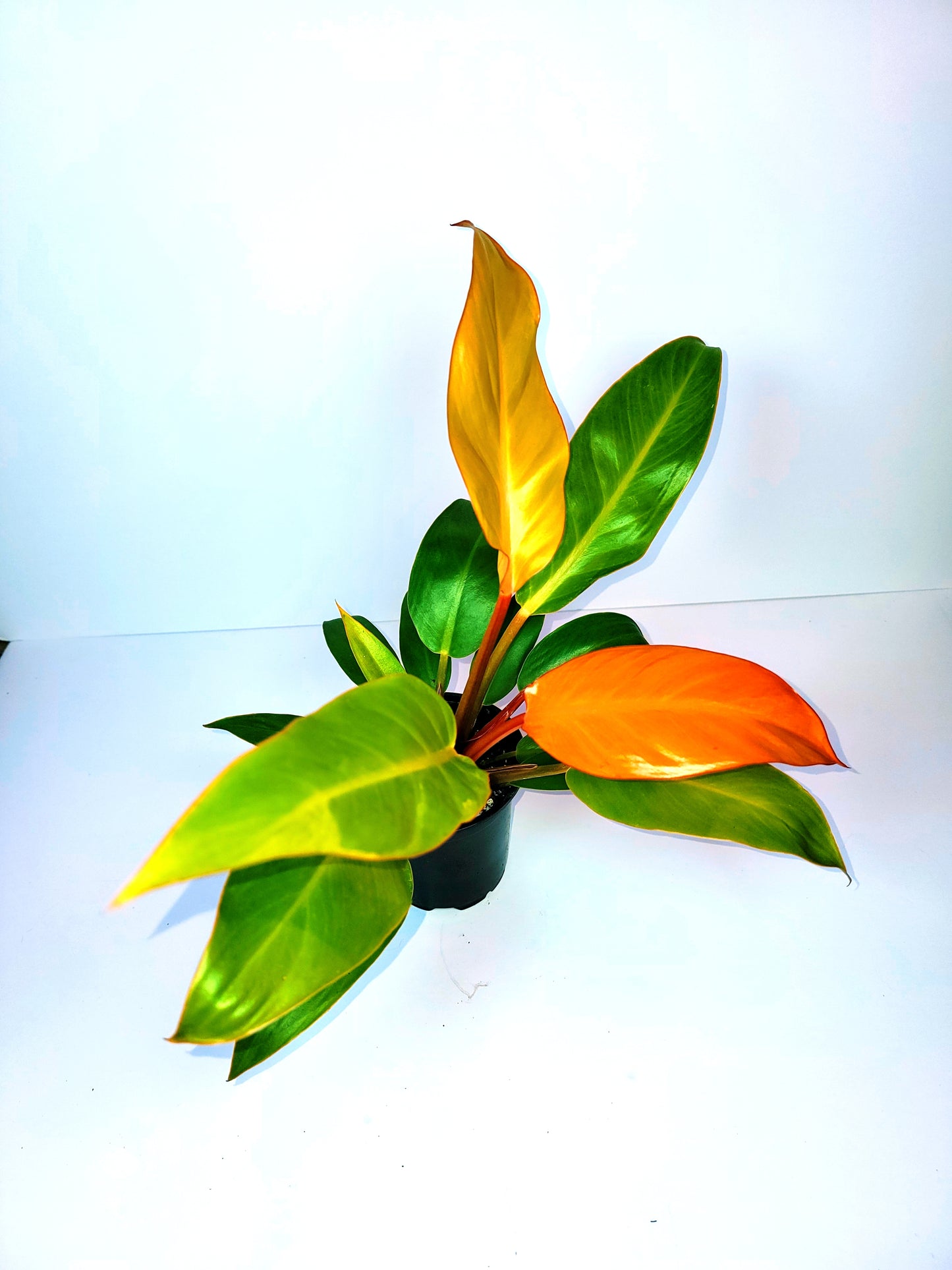 Philodendron Sun Red 4" Pot