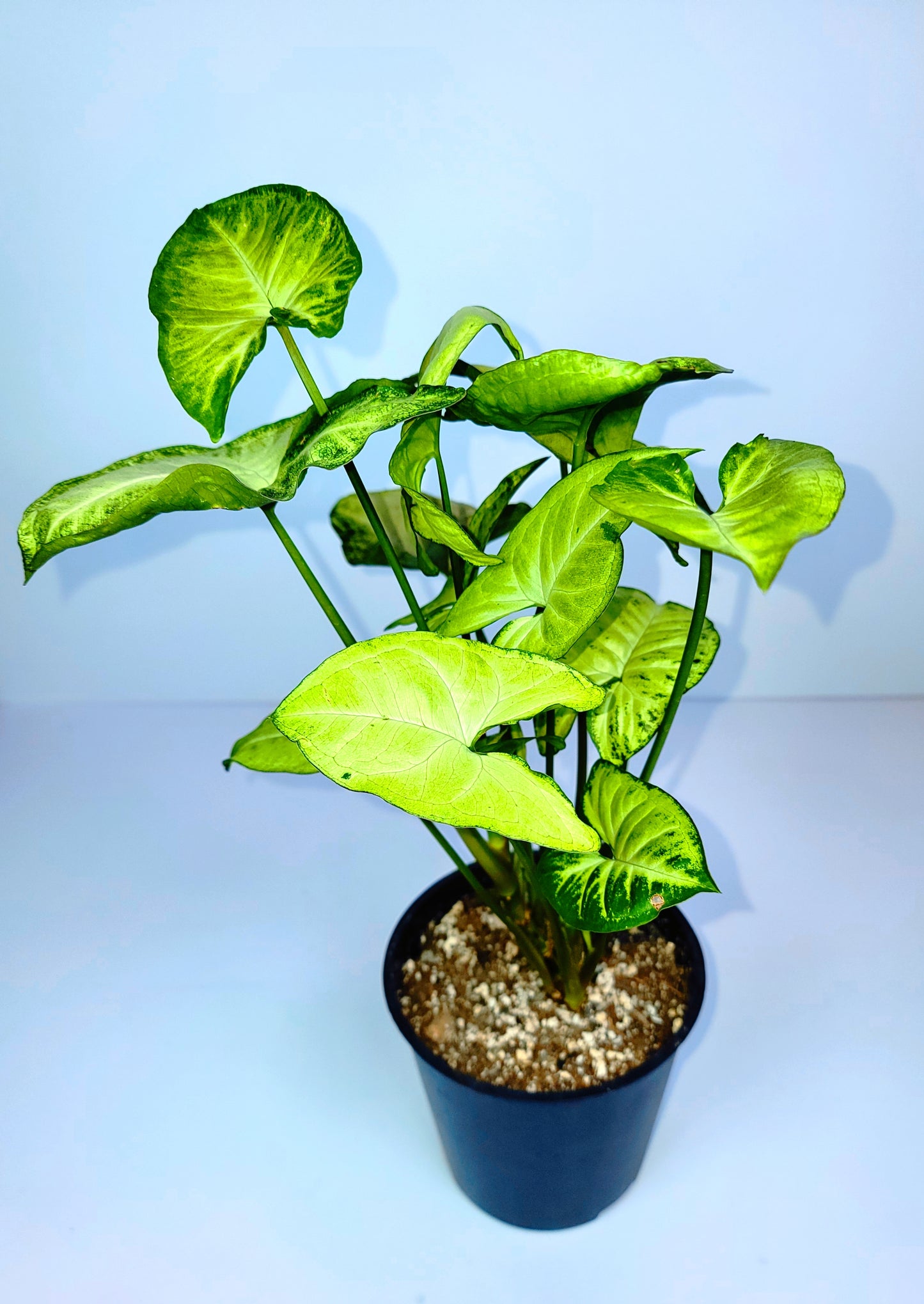 Syngonium White Butterfly 3" Pot