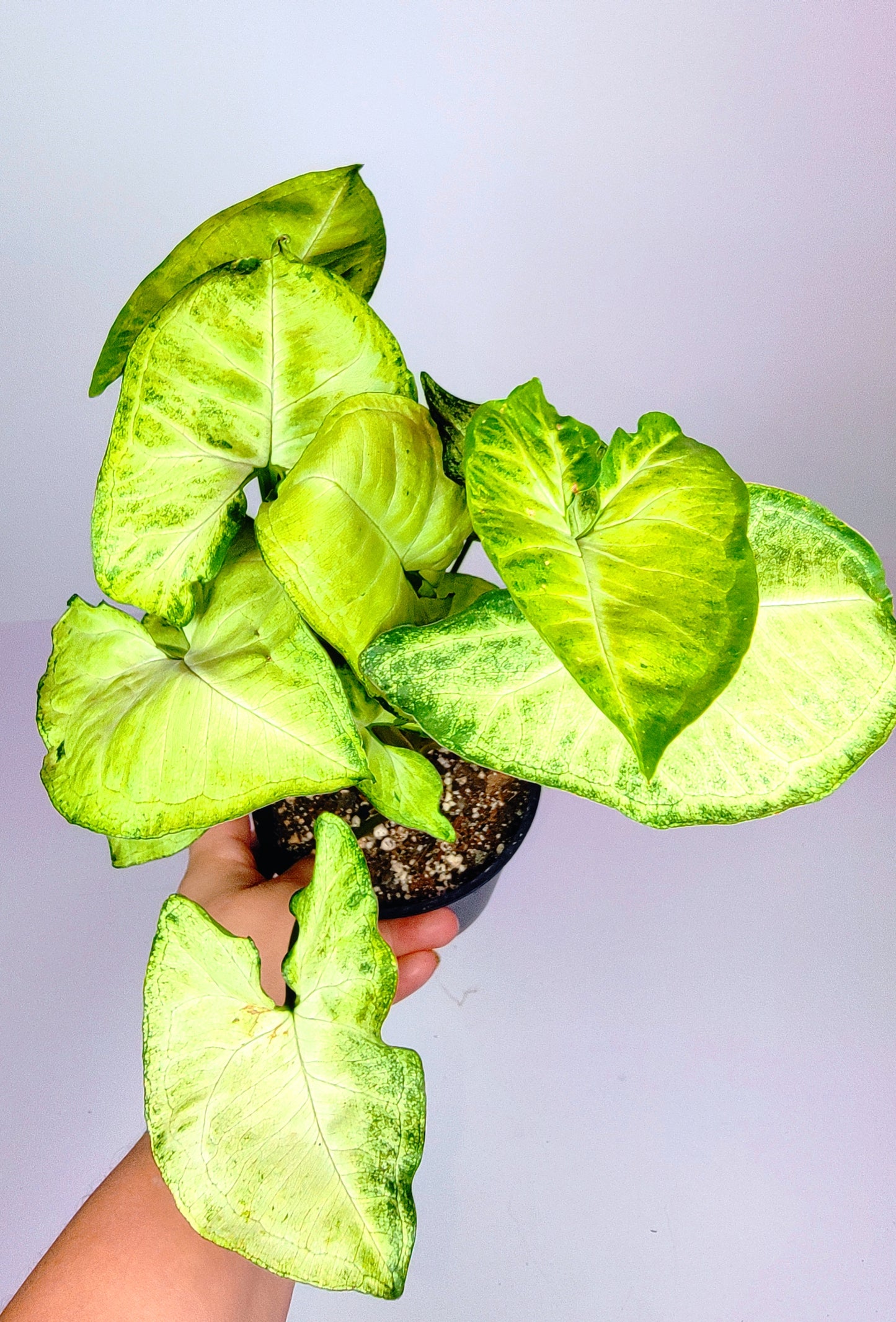 Syngonium White Butterfly 3" Pot