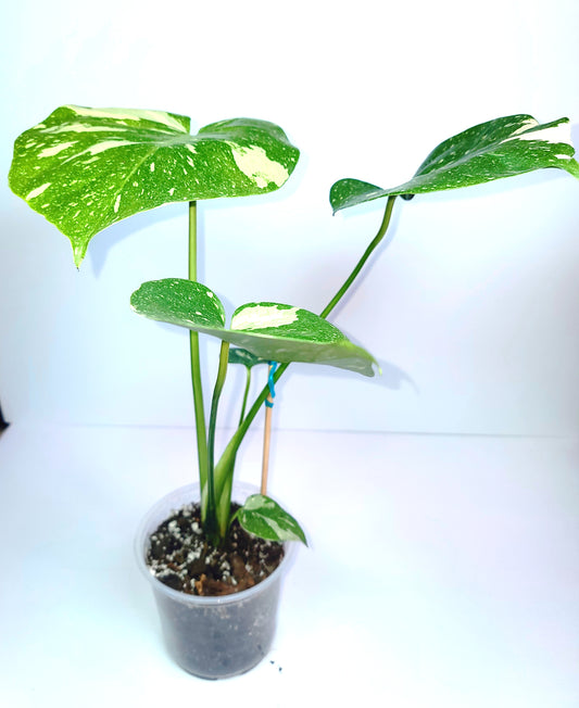 Monstera Thai Constellation 6-7" Pot