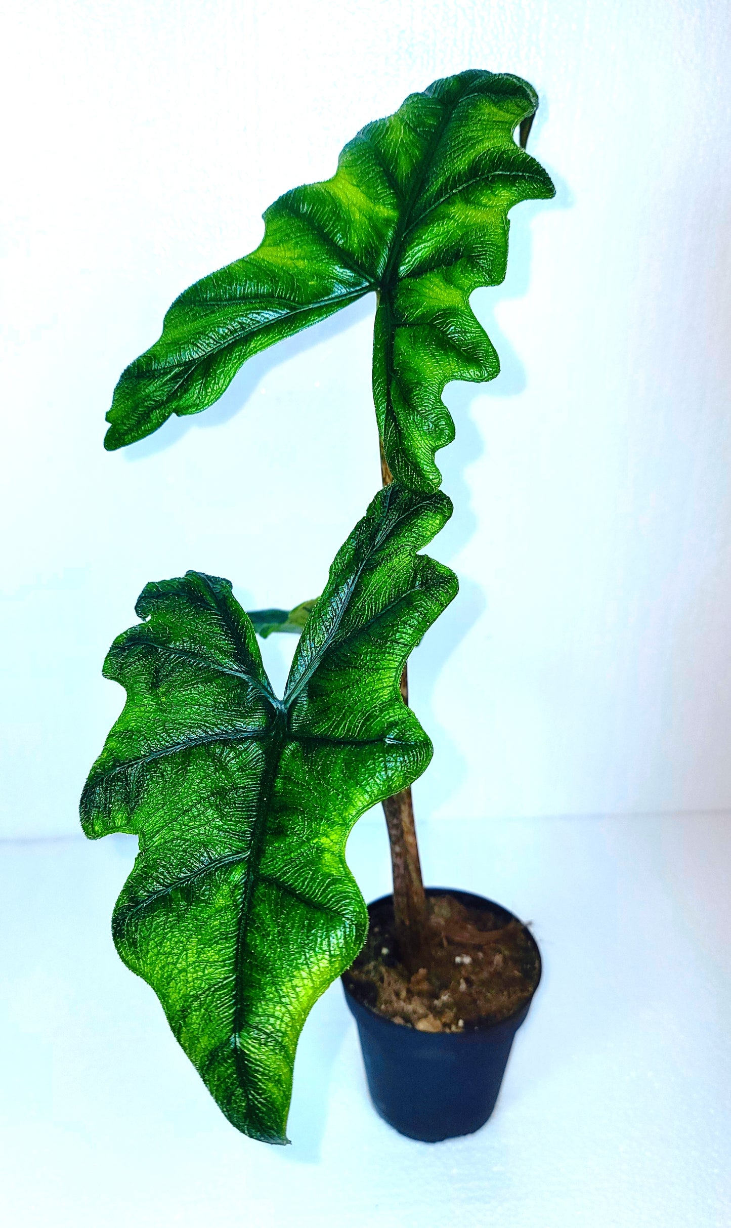 Jacklyn Alocasia 5"