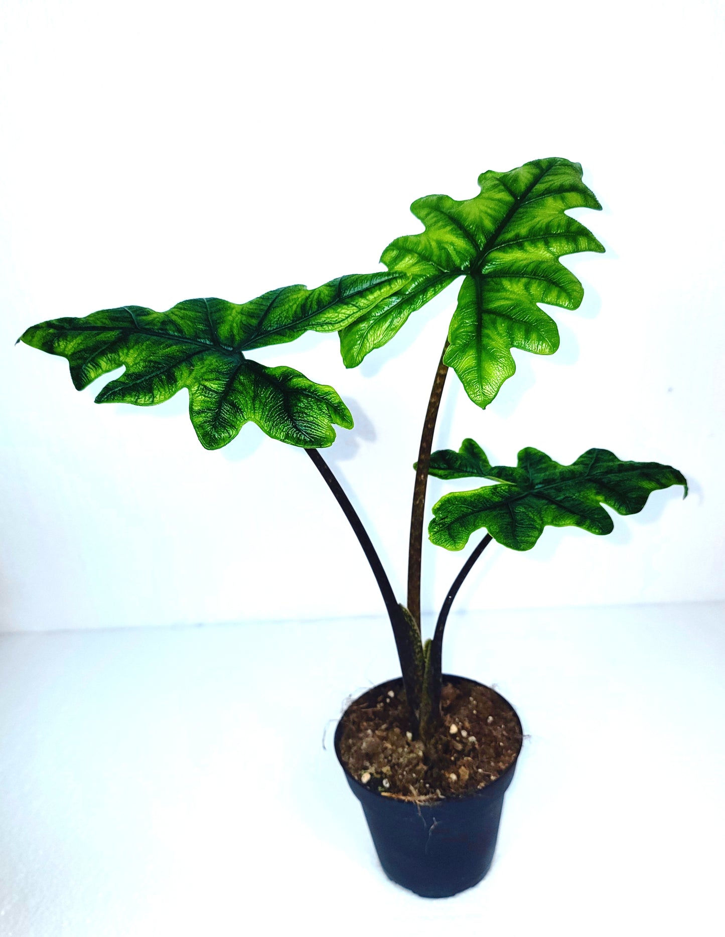 Jacklyn Alocasia 5"