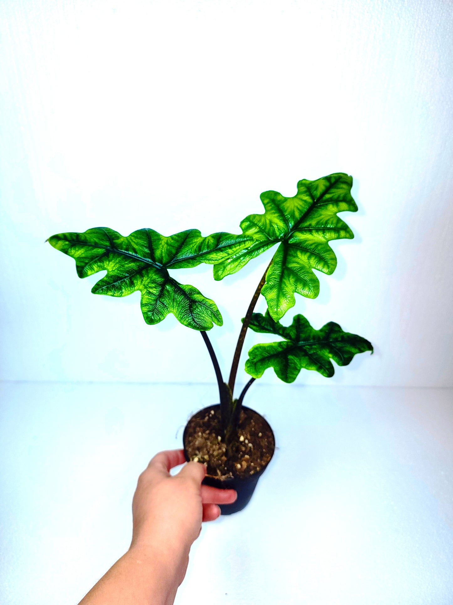 Jacklyn Alocasia 5"