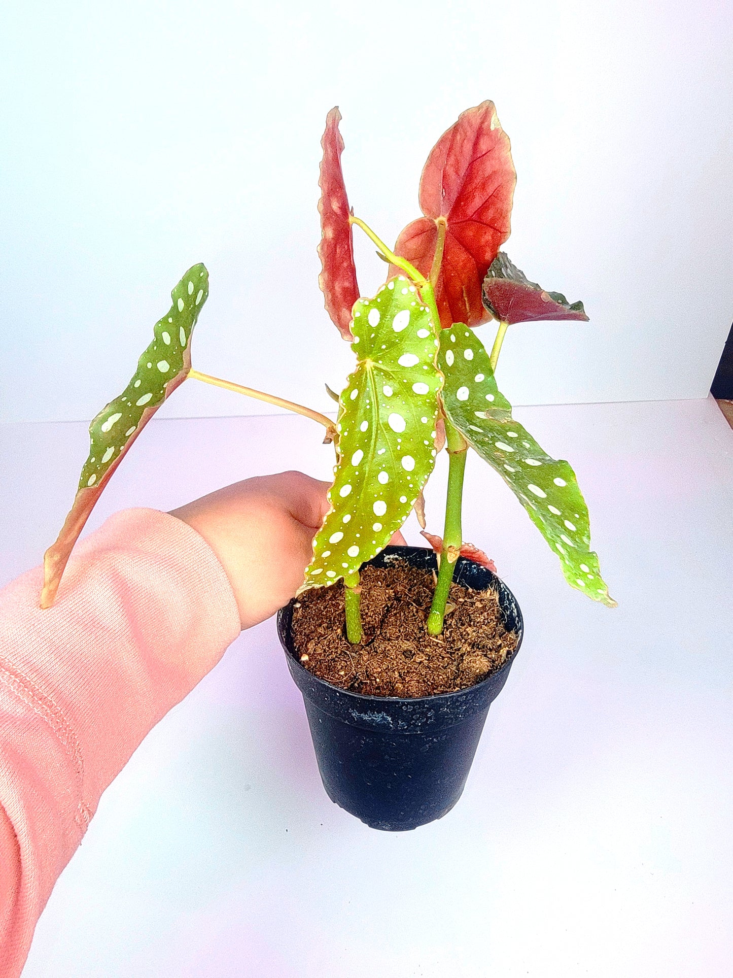 Begonia Maculata 4" Pot