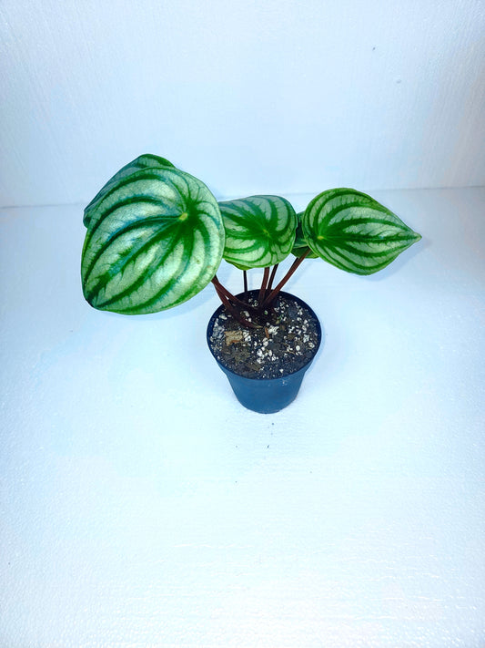 Watermelon Peperomia 4" Pot