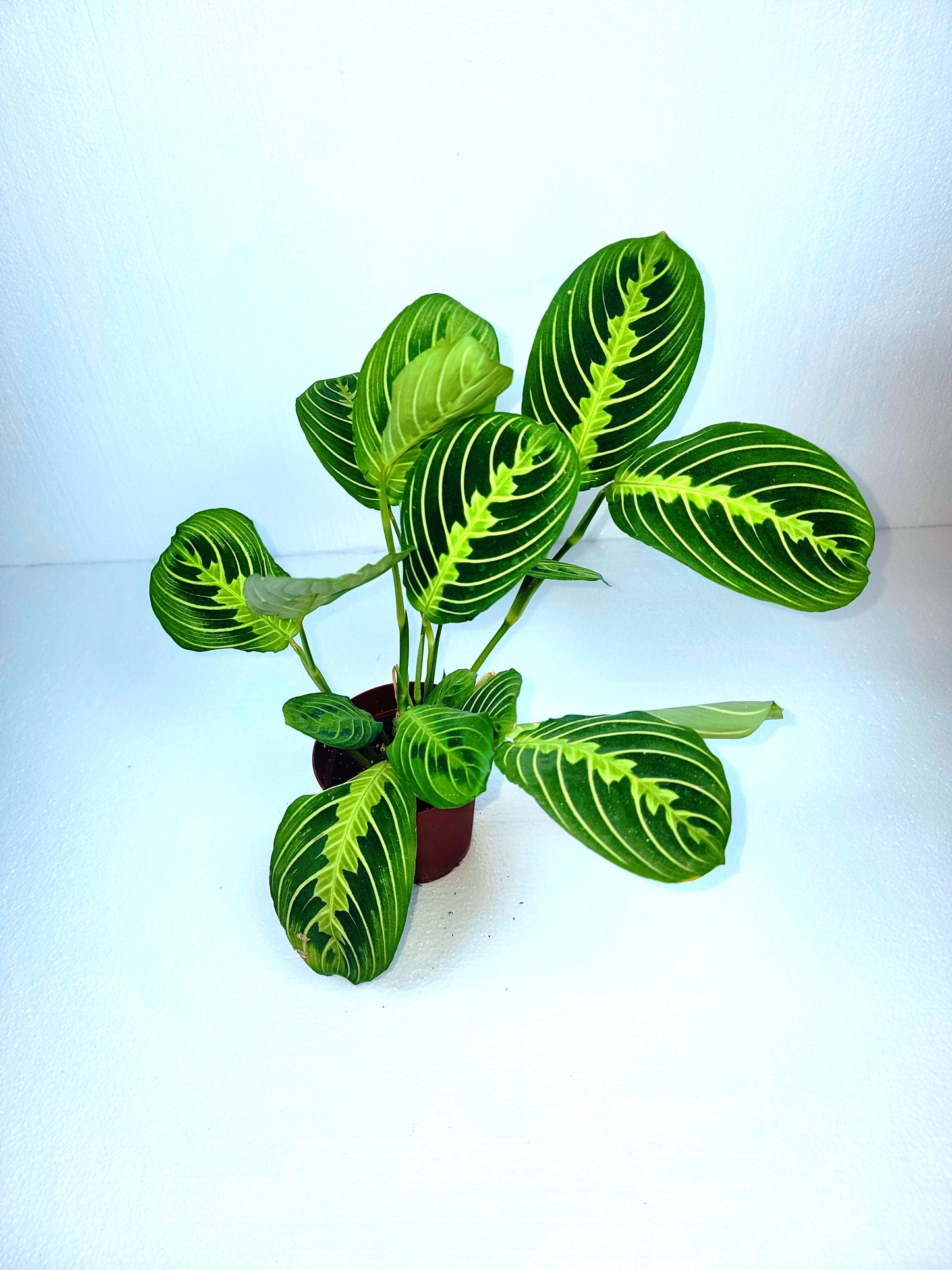 Maranta Lemon Lime 4" Pot