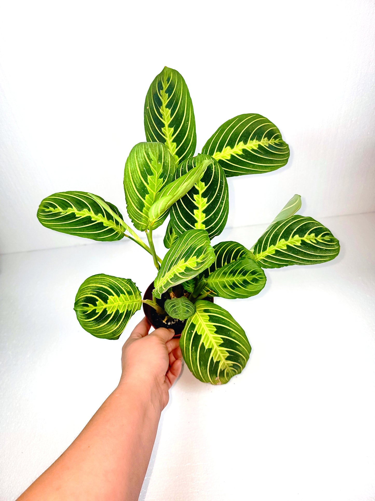 Maranta Lemon Lime 4" Pot