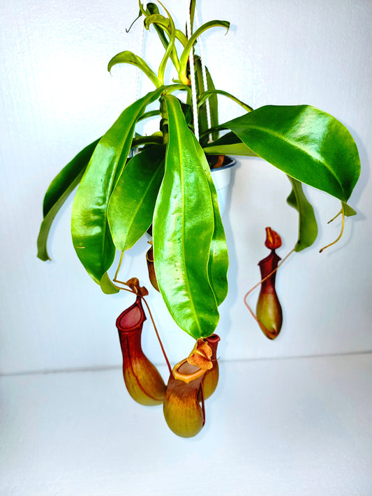 Monkey Pitcher Plant 5" Hanging Pot