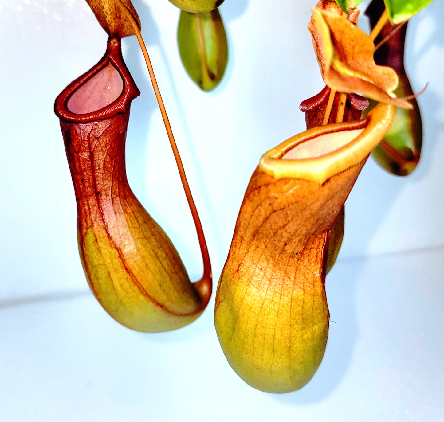 Monkey Pitcher Plant 5" Hanging Pot