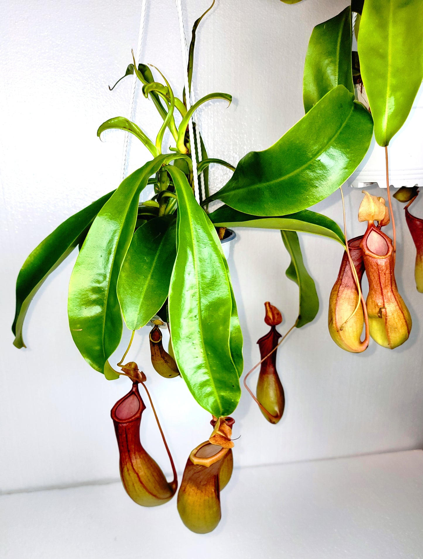 Monkey Pitcher Plant 5" Hanging Pot