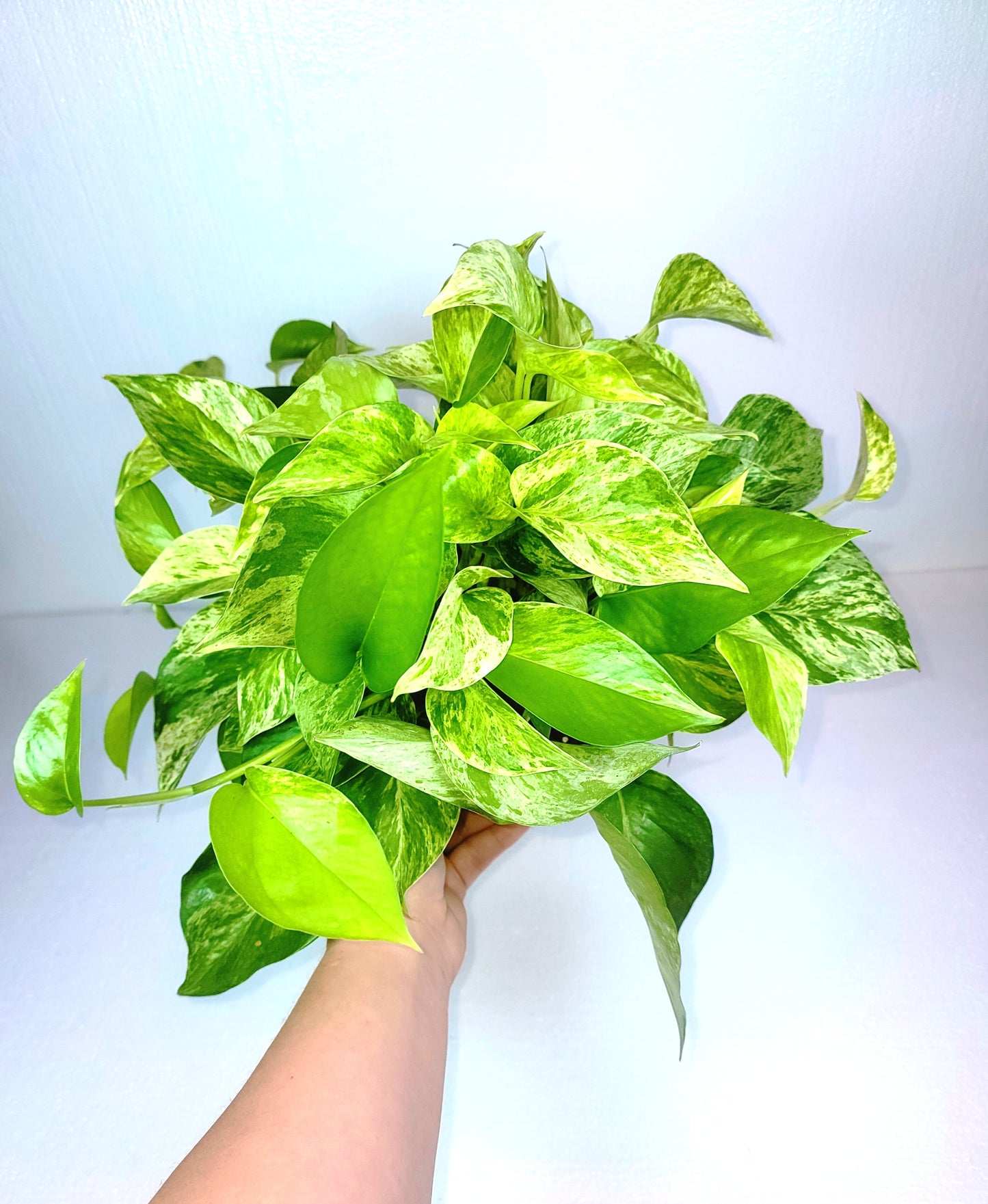 Marble Queen Pothos 6" Pot