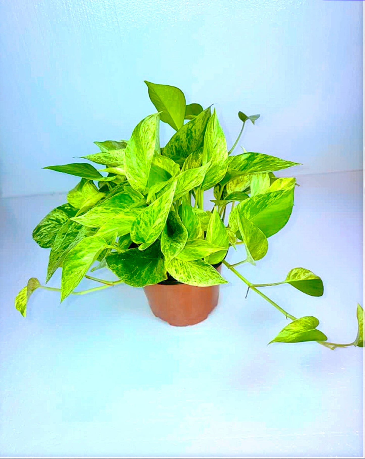 Marble Queen Pothos 6" Pot