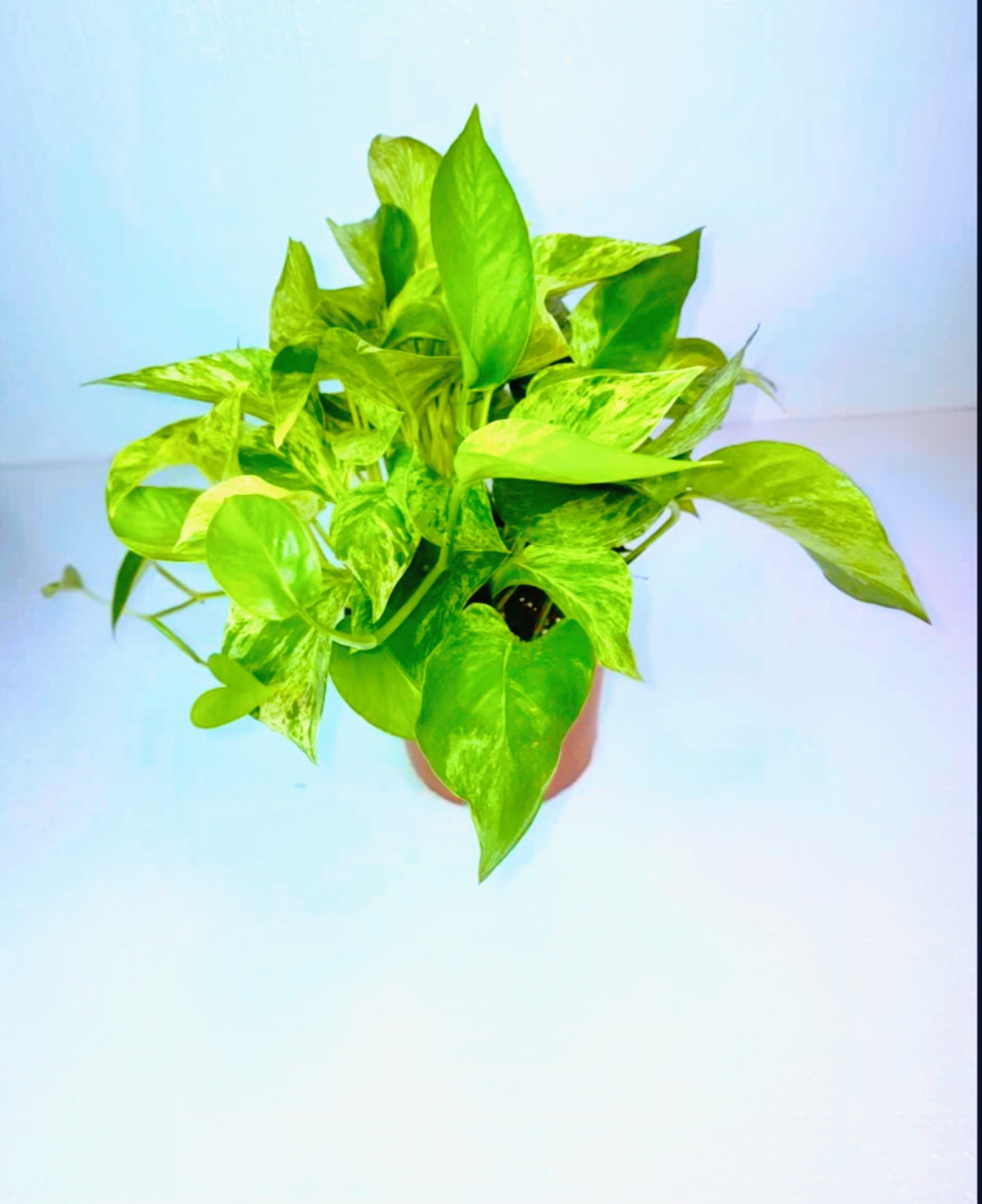 Marble Queen Pothos 6" Pot