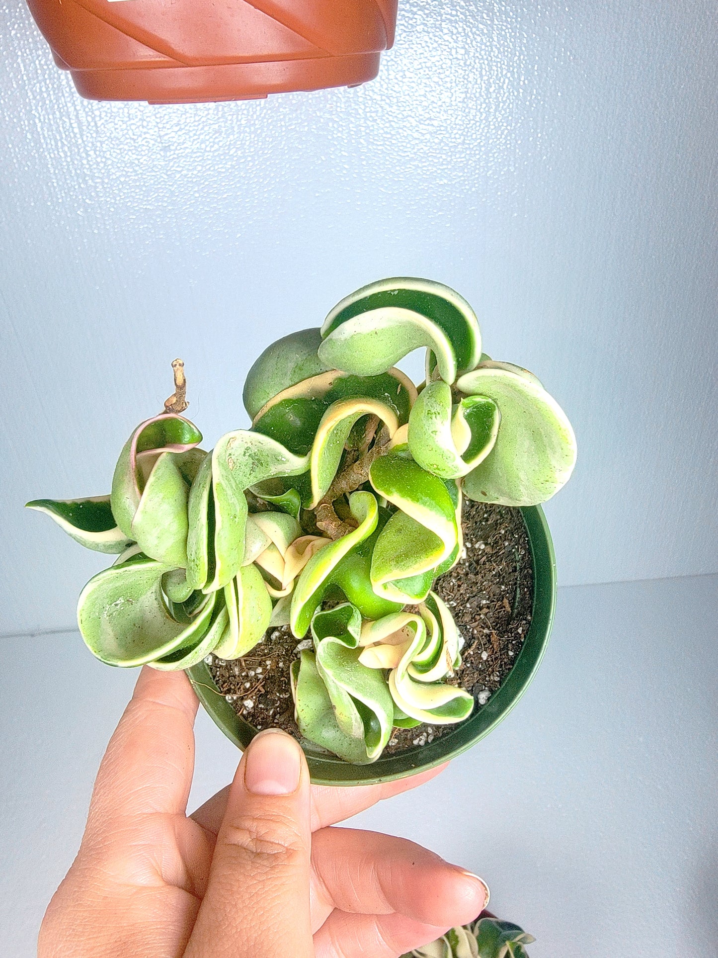 Hoya Rope Plant Variegata