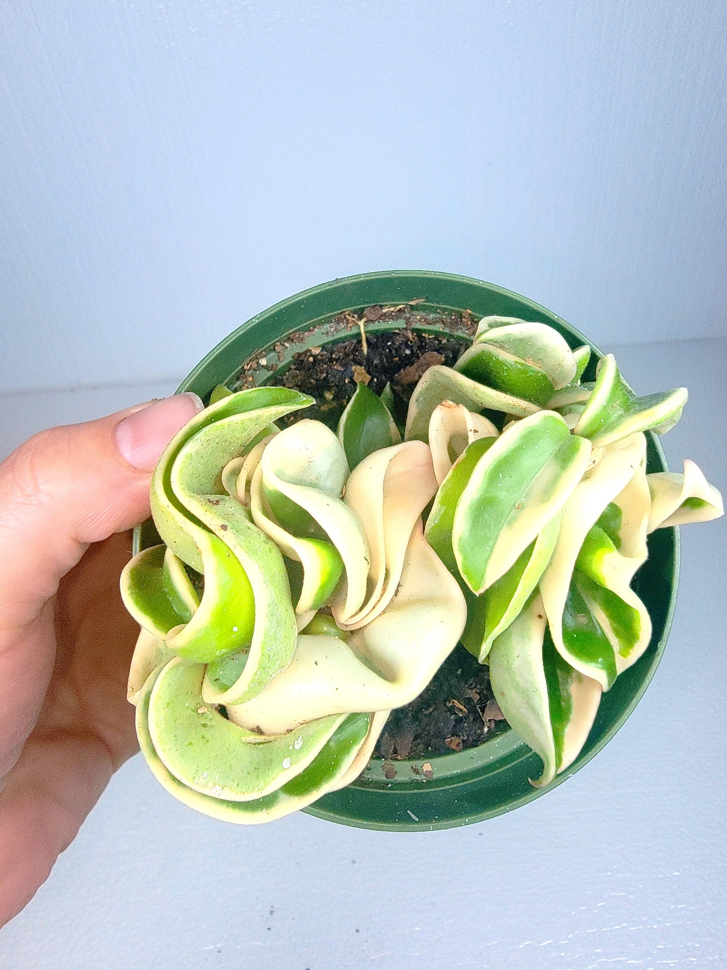 Hoya Rope Plant Variegata