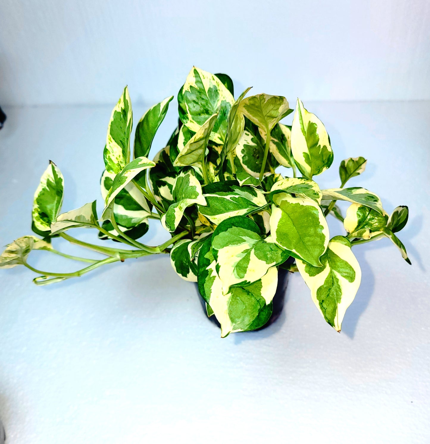 Pothos N'Joy 4" Pot