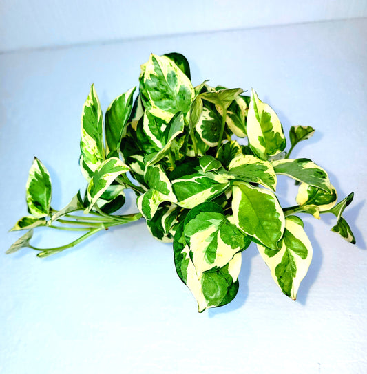 Pothos N'Joy 4" Pot