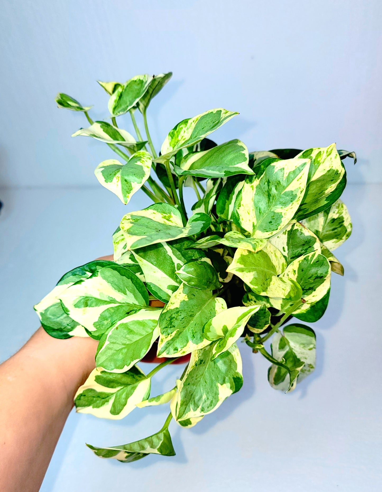 Pothos N'Joy 4" Pot