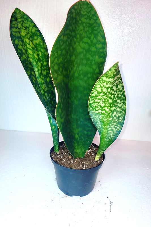 Sanseveria Whale Fin