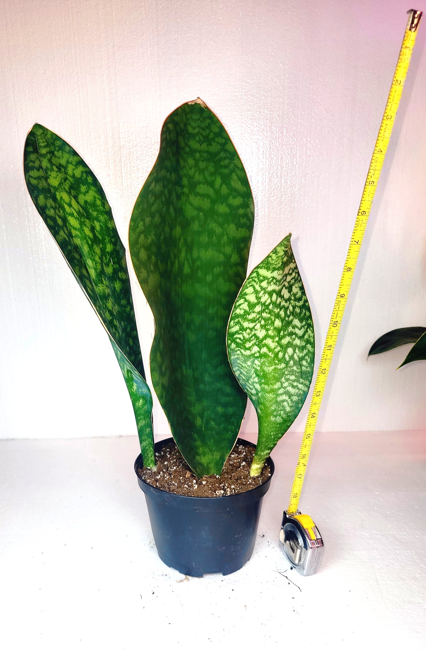 Sanseveria Whale Fin