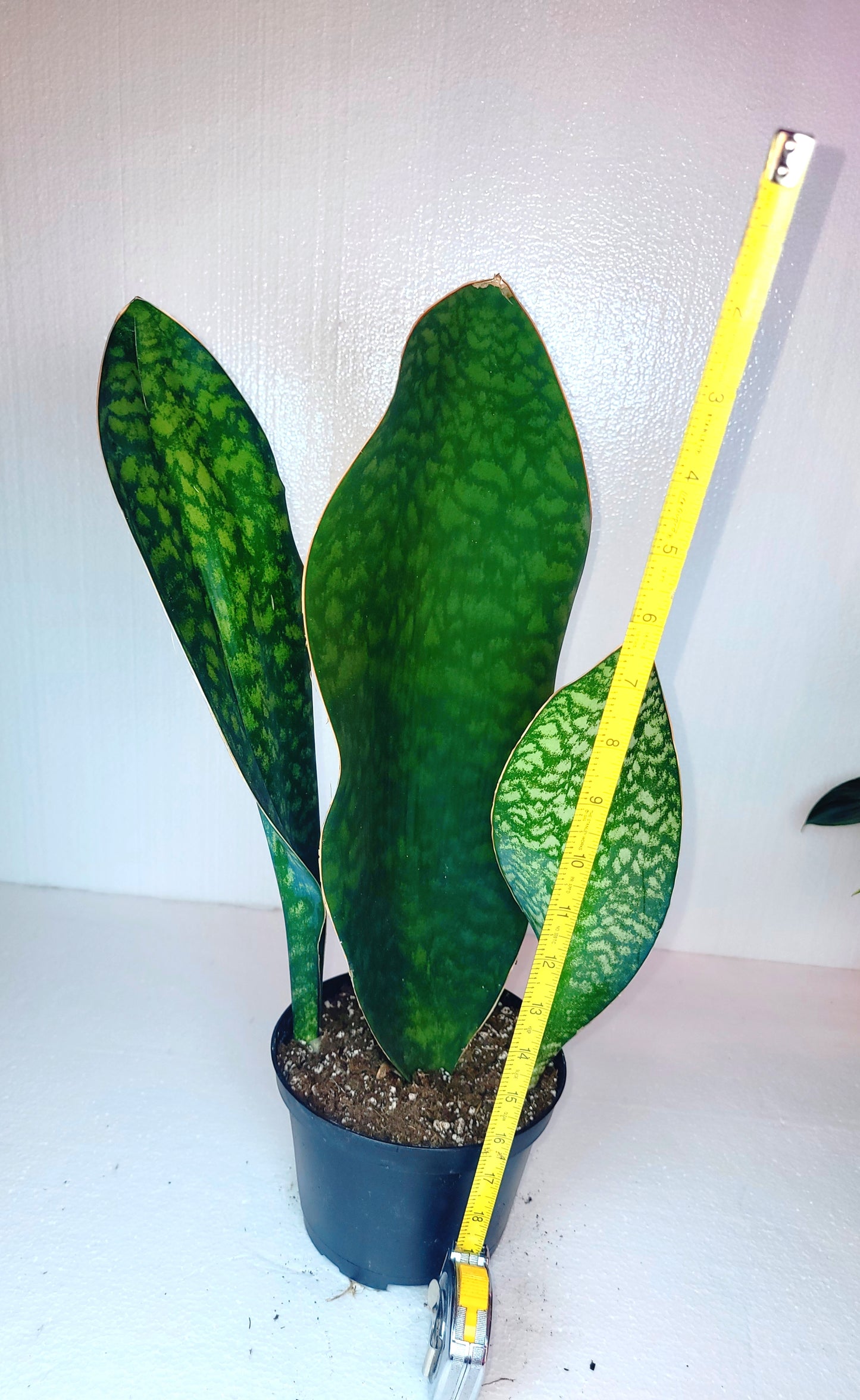 Sanseveria Whale Fin