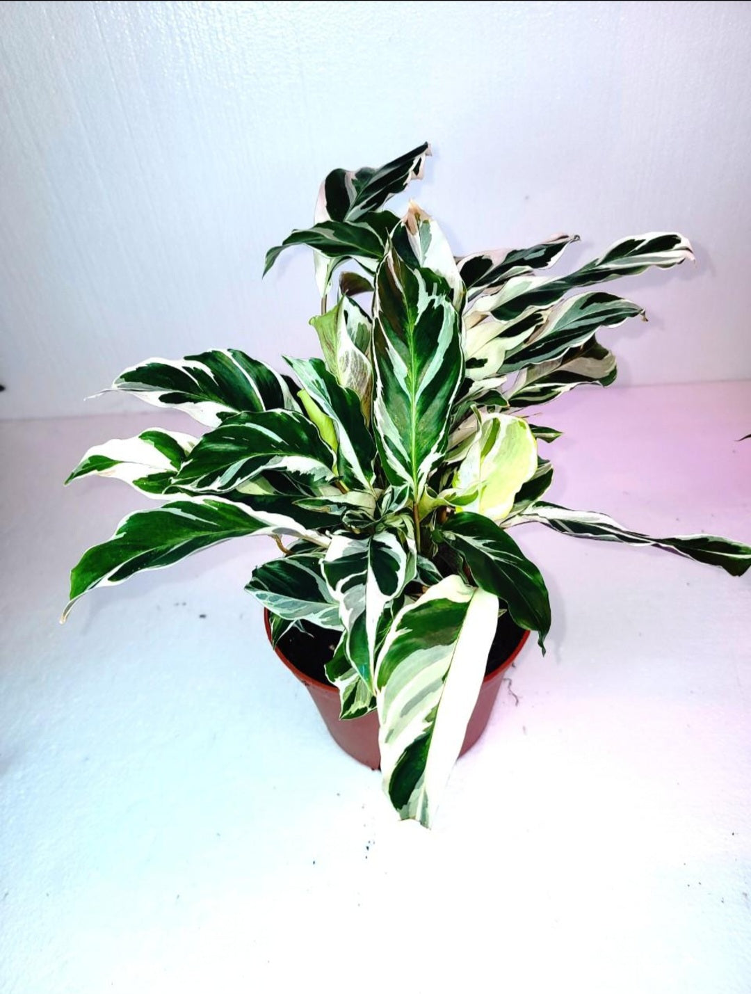 Calathea White Fusion 7 Inch