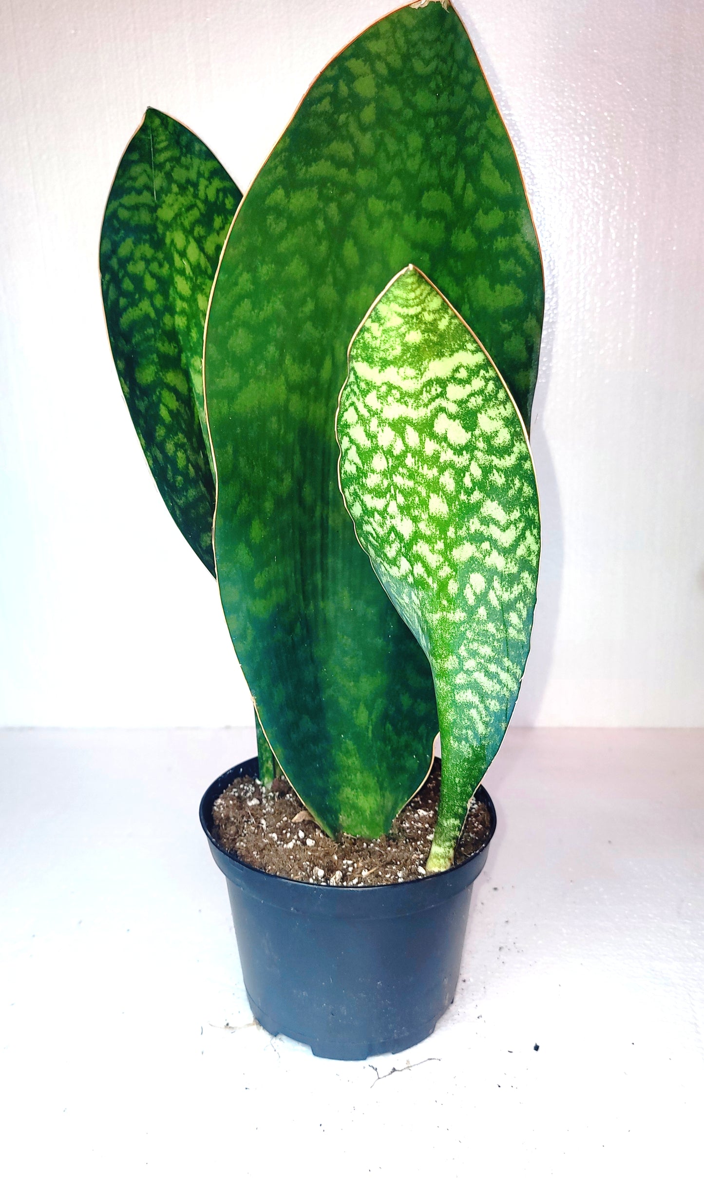 Sanseveria Whale Fin