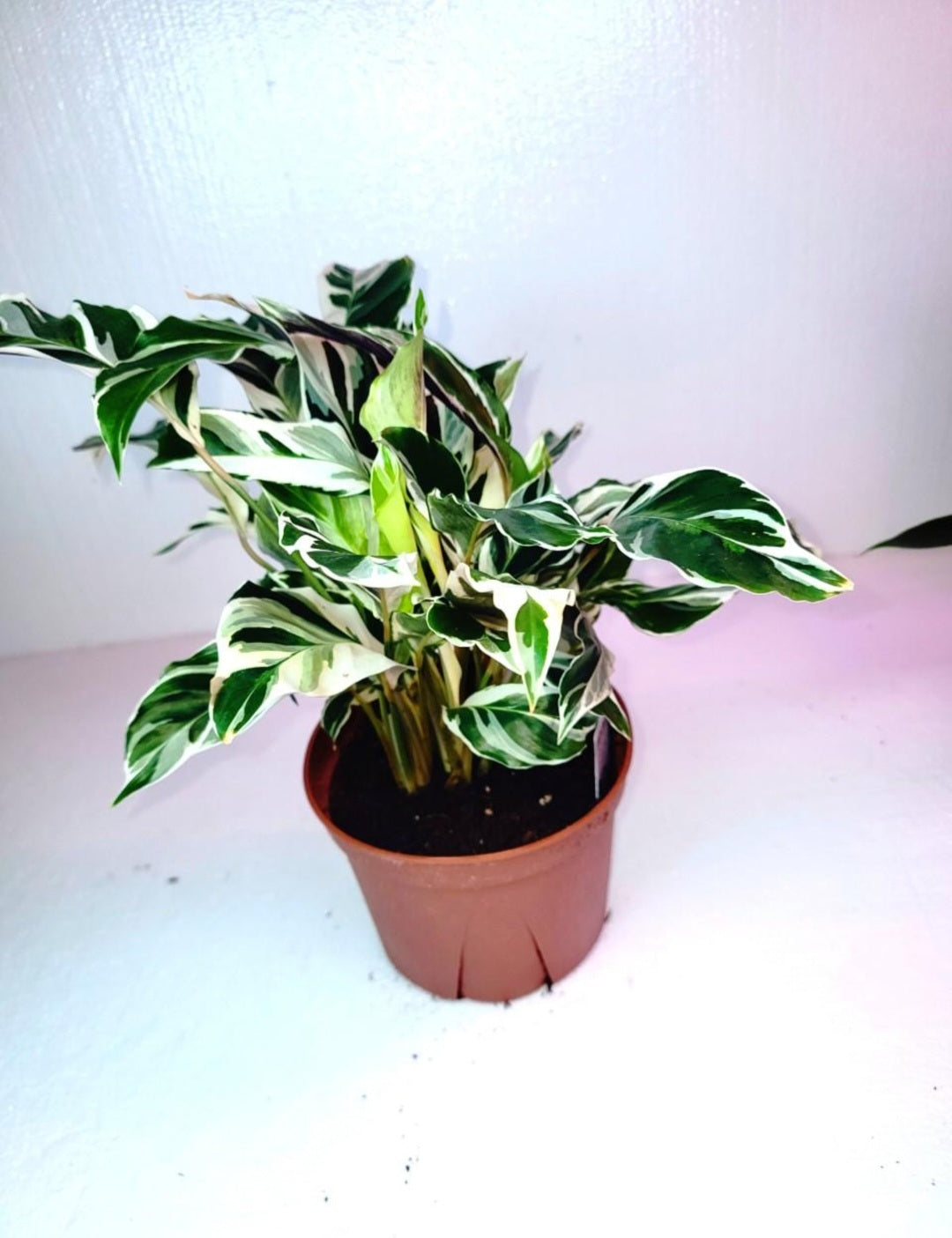 Calathea White Fusion 7 Inch